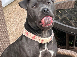 Beautiful Bella