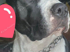 Staffy male