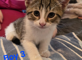 Beautiful kittens for sale looking for foreverr loving homes