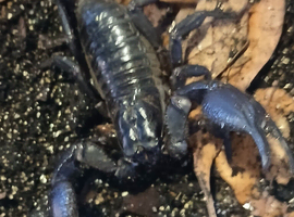 Asian forest scorpion