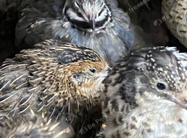 Chinese painted quails