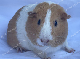 Guinea Pig Sows Dutch &pound;15 each