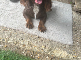 2 years old Choclate spaniel