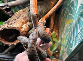 3.3 Pink tongue skinks (males and females available)