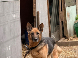 Female German shepherd