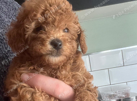 Toy poodle female