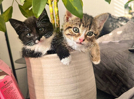 Female kittens for sale