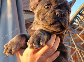 Ready now! Loving quality frenchie pups