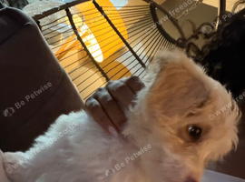 bordoodle puppy