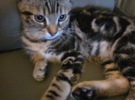 Male kitten