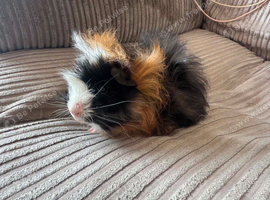 Baby guinea pig