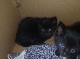 KITTENS FOR SALE READY NOW