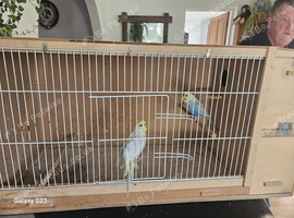 Pair of breeding budgies