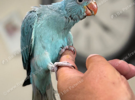 Hand tame baby ring necks