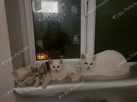 White kittens for sale