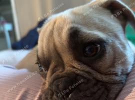 French bulldog