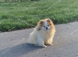 Bella