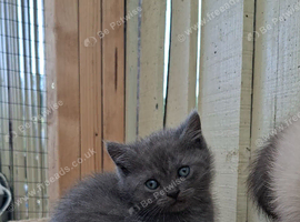 British shorthair kittens