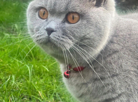 British shorthair