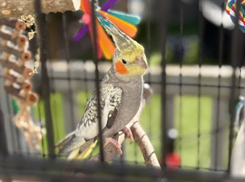 Beautiful young male cockatiel