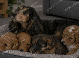 Toys cockapoos