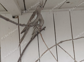 Young cockatiels