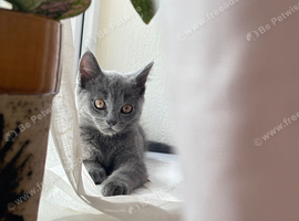 Missing male kitten
