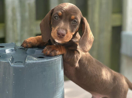 Ready now!! PRA clear Miniature  dachshunds