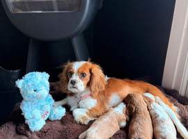 Stunning Cavalier King Charles Spaniel Pups
