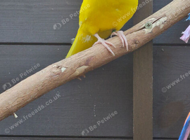 KAKARIKI