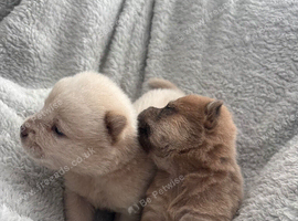 Chow chow puppies for sale