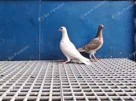 Racer pigeons