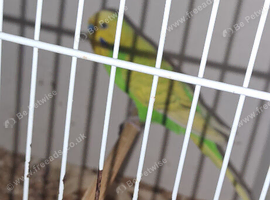 Pair of budgies