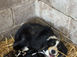 6 border collie puppies