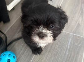 Shih Tzu puppies