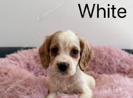 Cocker Spaniel Puppies &ndash; 2 Boys & 3 Girls Ready Now!