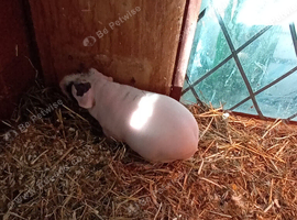 Sow skinny pigs for sale 6 months old and assorted babies ready 14 th November