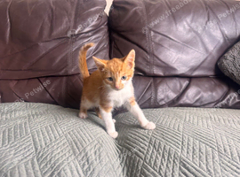 Beautiful kittens