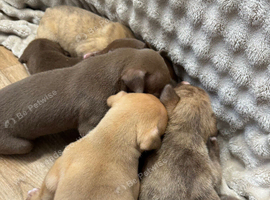 Bull,grey,kelpie,collie,saluki,whippet!A++