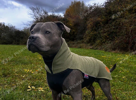 Blue Staffy Female