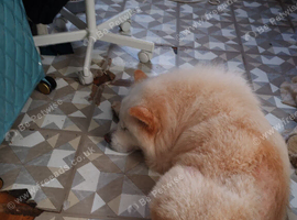Chow chow 5 year old neeed for ever home