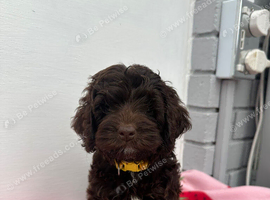 Cockapoo puppies ready now!'