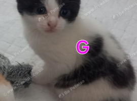 2 kittens ready to go now