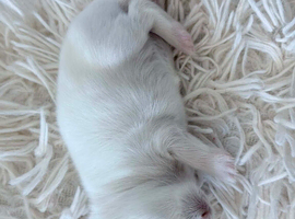 4 Mini Lops available for reservation