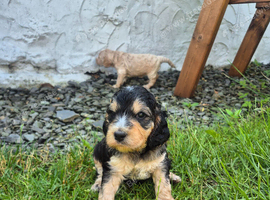 Beautiful F1 Cockapoo puppies