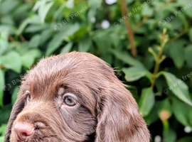 Stunning F1B Chocolate Male Sprocker Puppy &ndash; Champion Working Lines, Fully Vaccinated & Ready Now