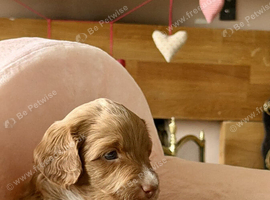 Beautiful Labradoodle Puppies &ndash; 2 Boys, 2 Girls