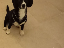Gorgeous Spaniel X