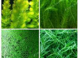 Live Aquarium Pond plants - Aquascape -Shrimp Safe-  Plants Fish Tank Bundle