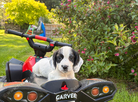Sprocker Spaniel Puppies &ndash; Working Bloodlines